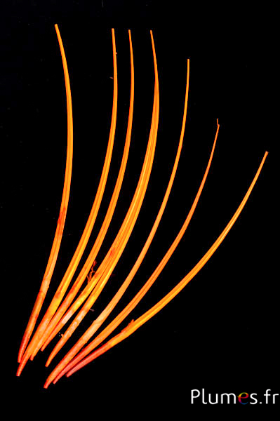 Oie rachis - 25-30 cm - orange